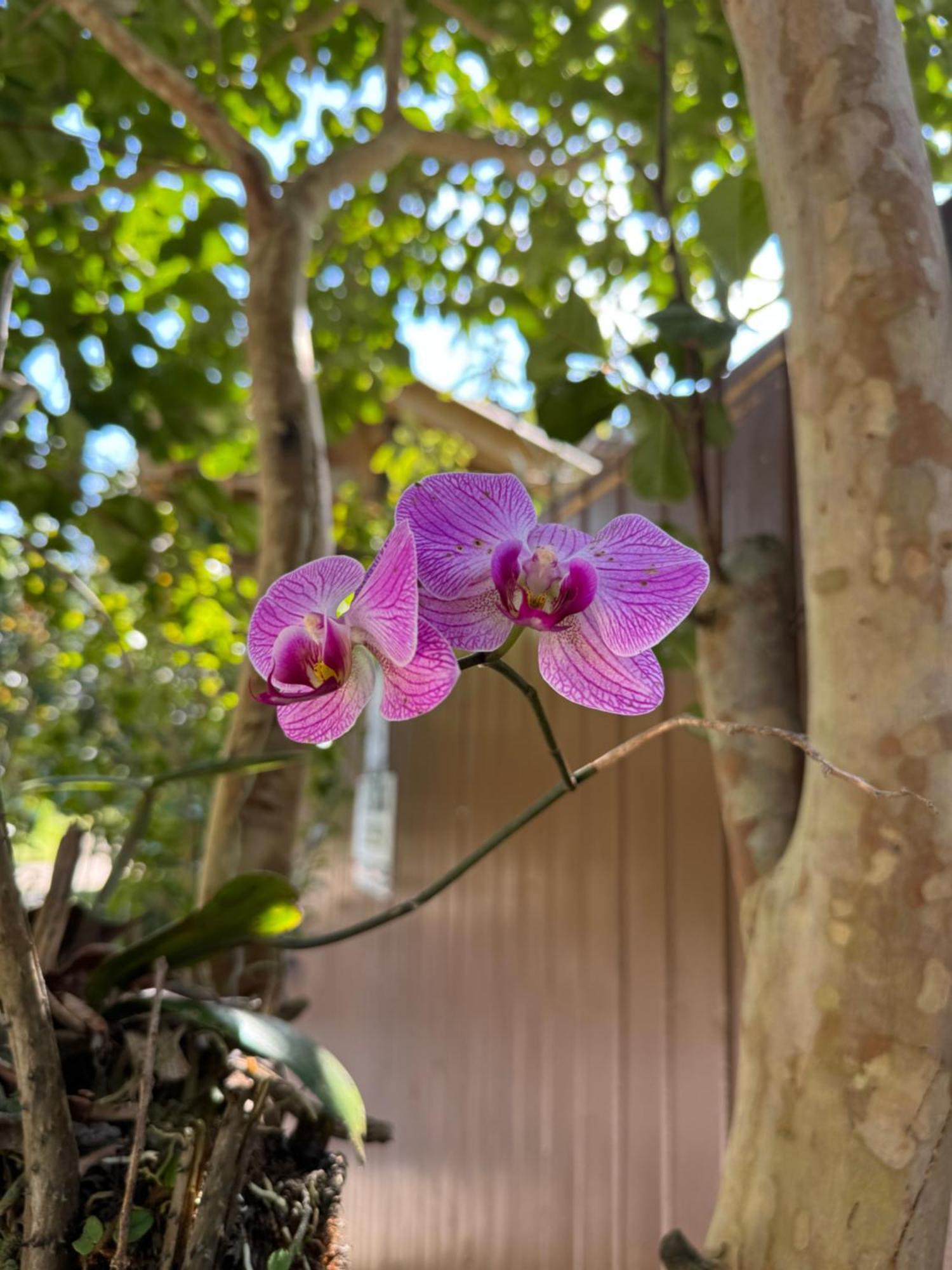 Morada Das Orquideas Guarda do Embaú Eksteriør billede